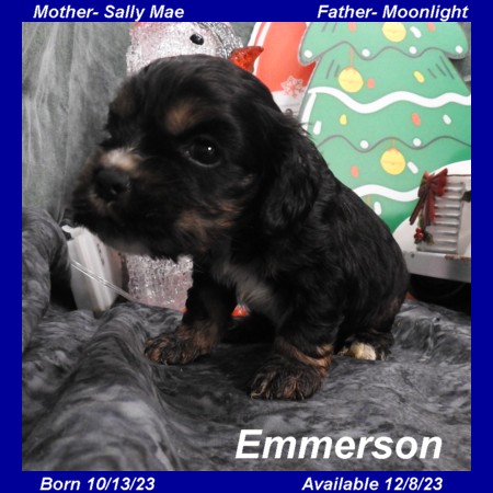 puppy, for, sale, Cockilear, Joe & Cherri  Overlease, dog, breeder, Miller, MO, dog-breeder, puppy-for-sale, forsale, nearby, find, puppyfind, locator, puppylocator, aca